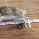 Image of white-ankled mouse