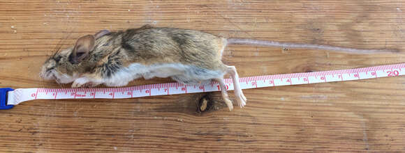 Image of white-ankled mouse