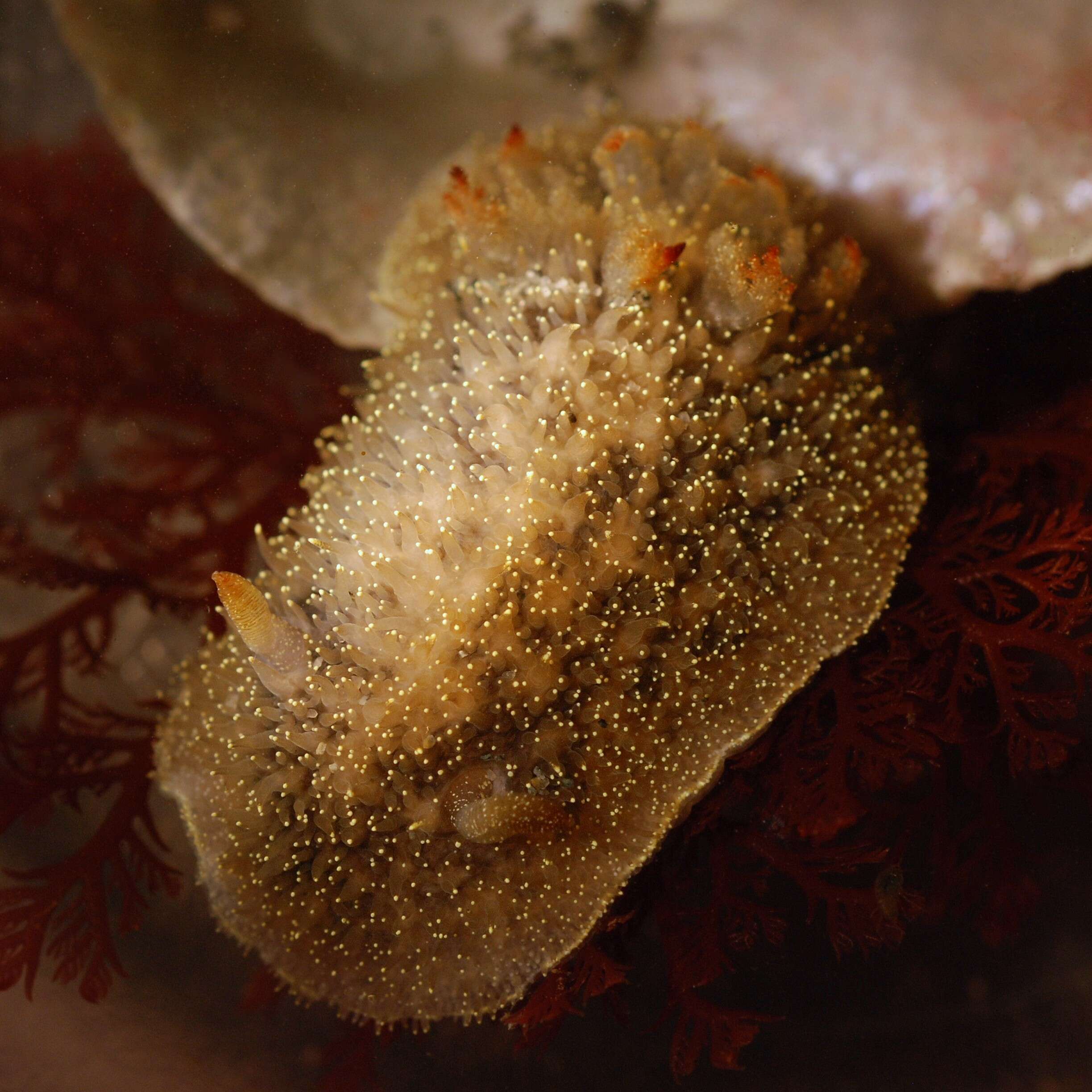 Image of Acanthodoris nanaimoensis O'Donoghue 1921