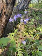 Image of Aquilegia parviflora Ledeb.