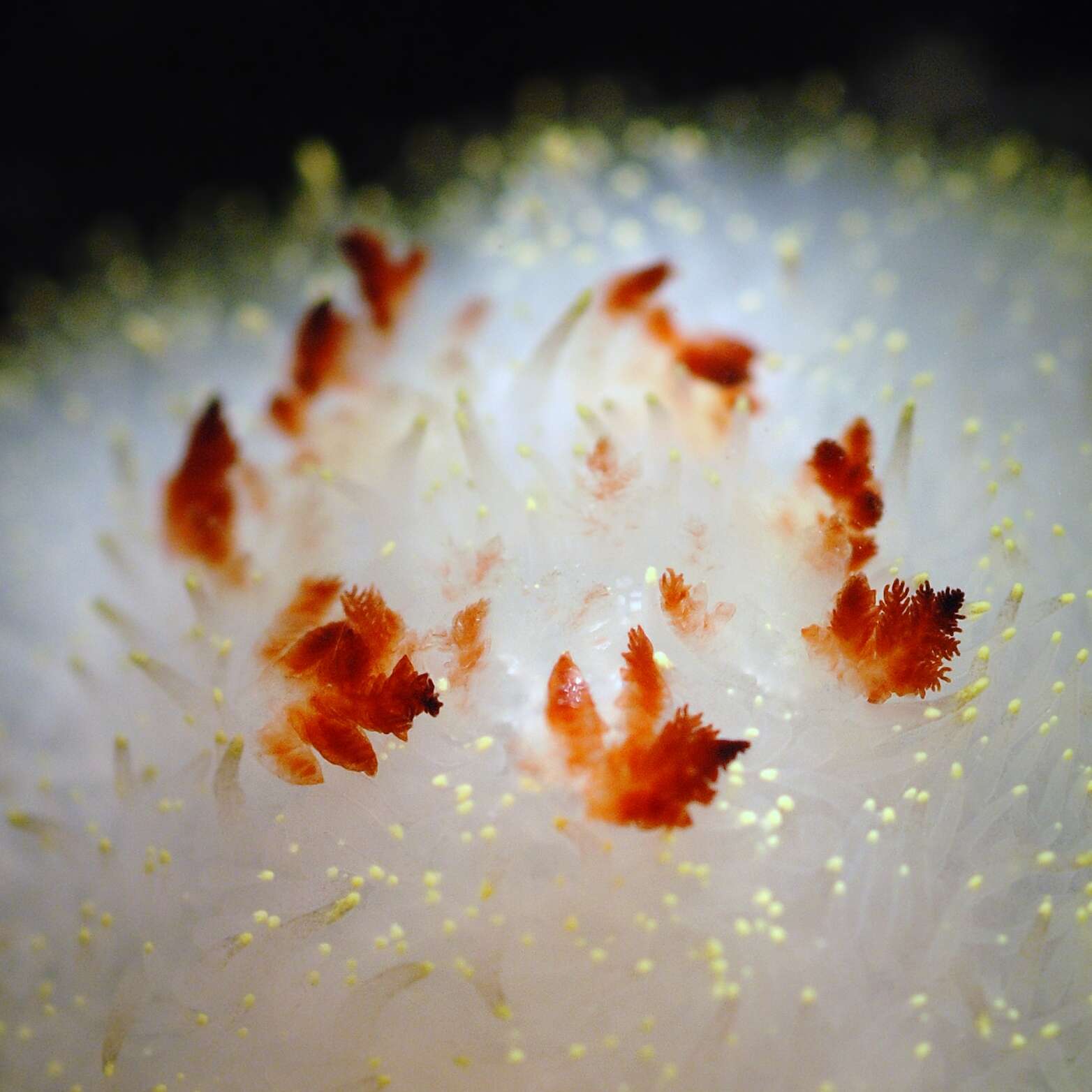 Image of Acanthodoris nanaimoensis O'Donoghue 1921