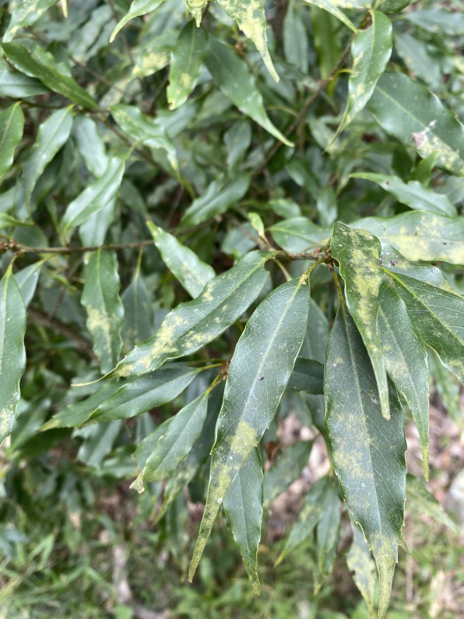 Image of Quercus longinux Hayata