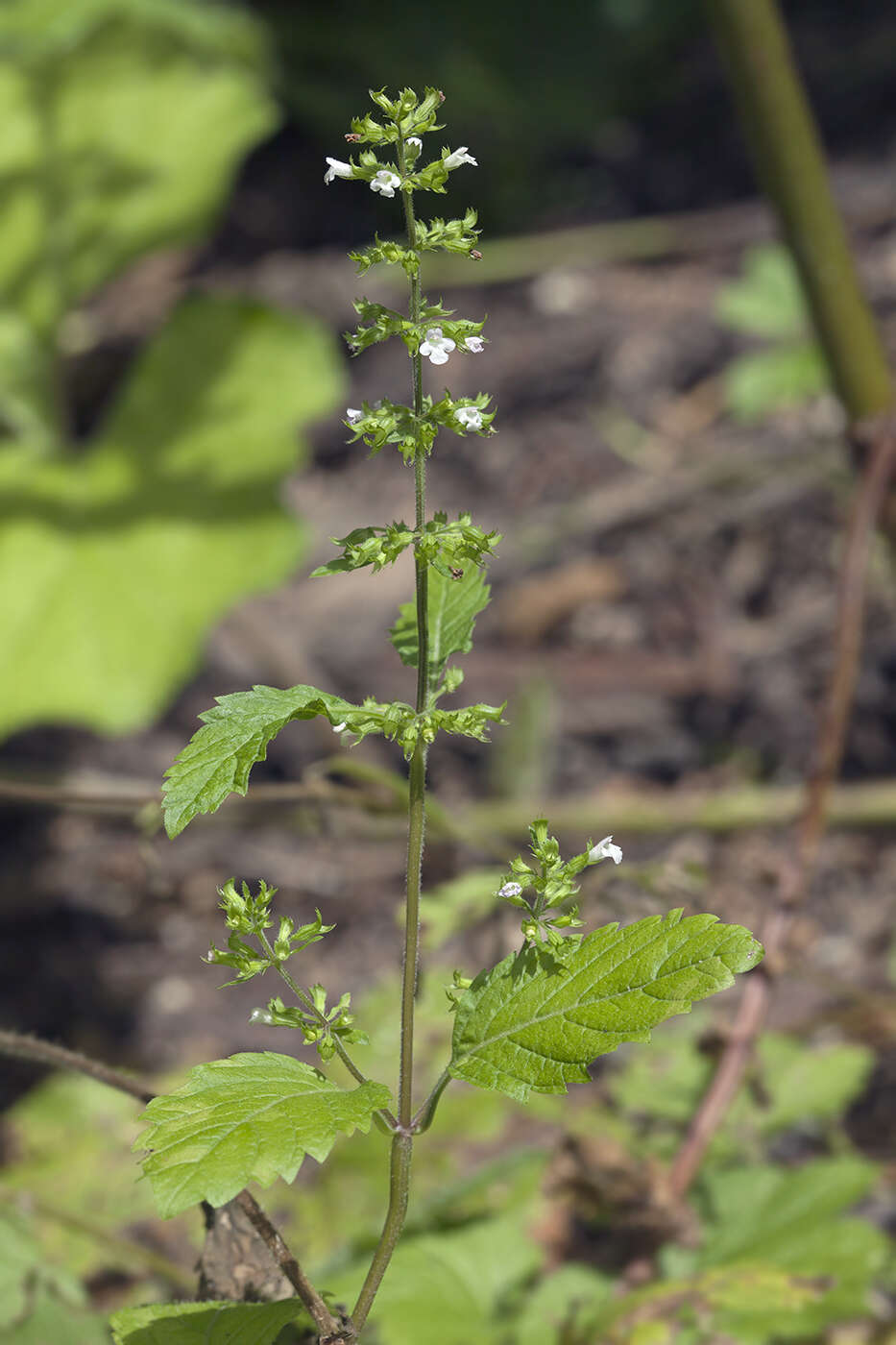 Clinopodium micranthum (Regel) H. Hara resmi