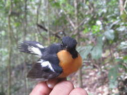 Image of Rufous-chested Flycatcher