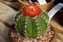 Image of Dwarf Turk's Cap Cactus