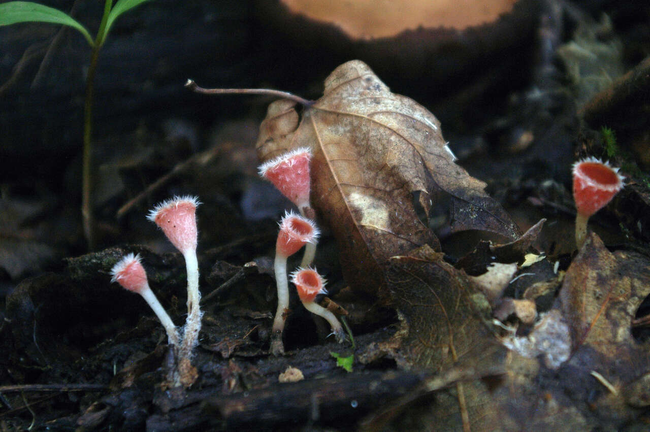 Image of Shaggy Scarlet Cup