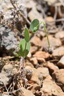 Image of yellow crownvetch