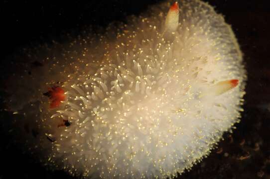 Image of Acanthodoris nanaimoensis O'Donoghue 1921