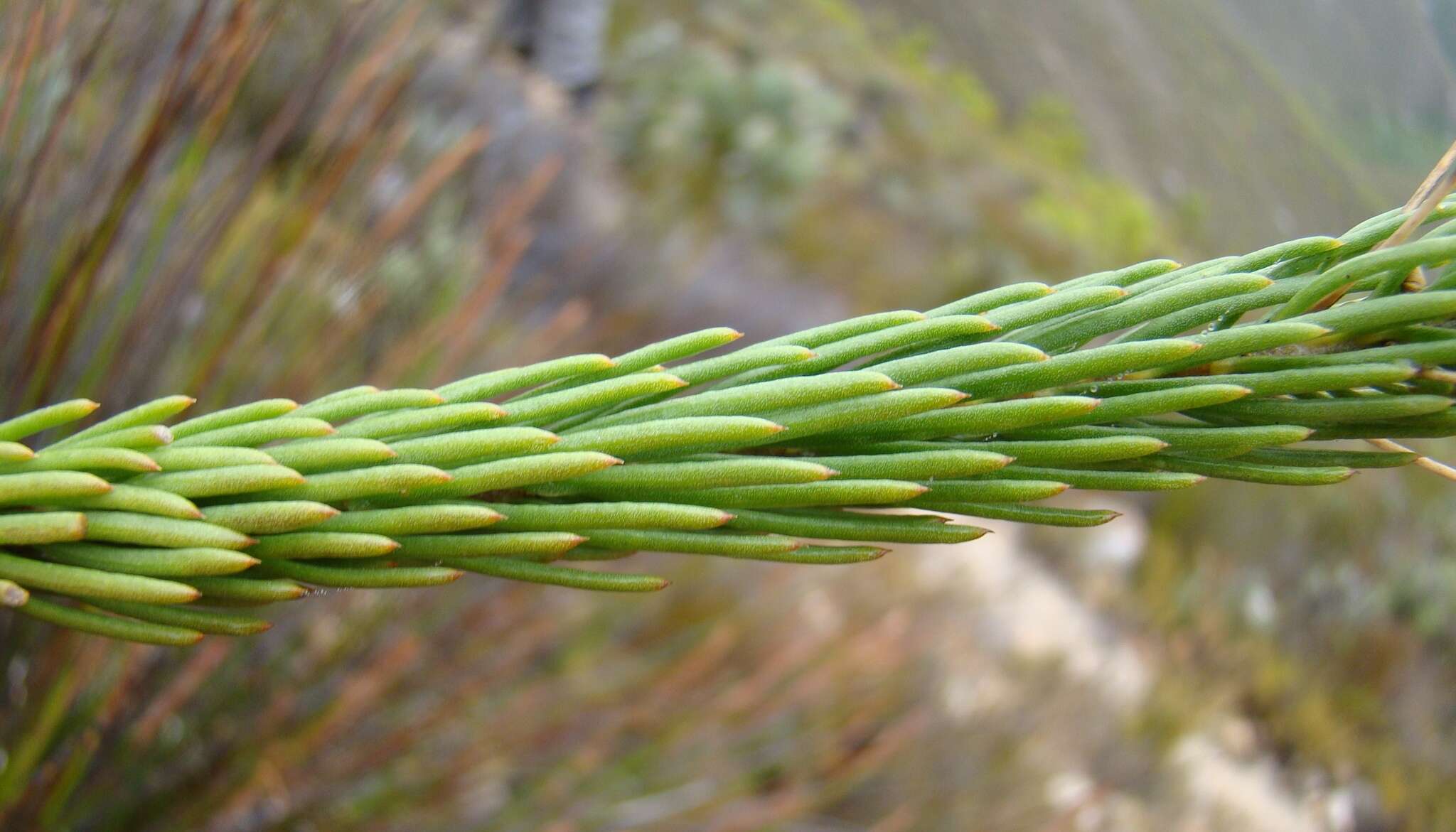 Image of Euryops rehmannii Compton