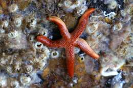 Image of Pacific blood star