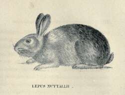 Imagem de Sylvilagus nuttallii (Bachman 1837)