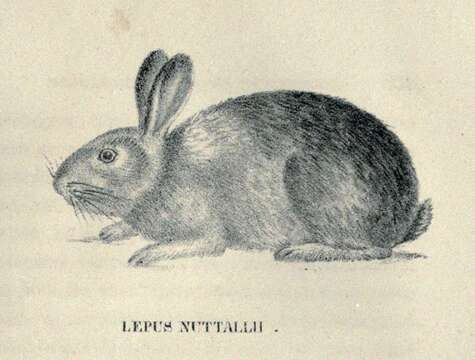 Image of Mountain Cottontail