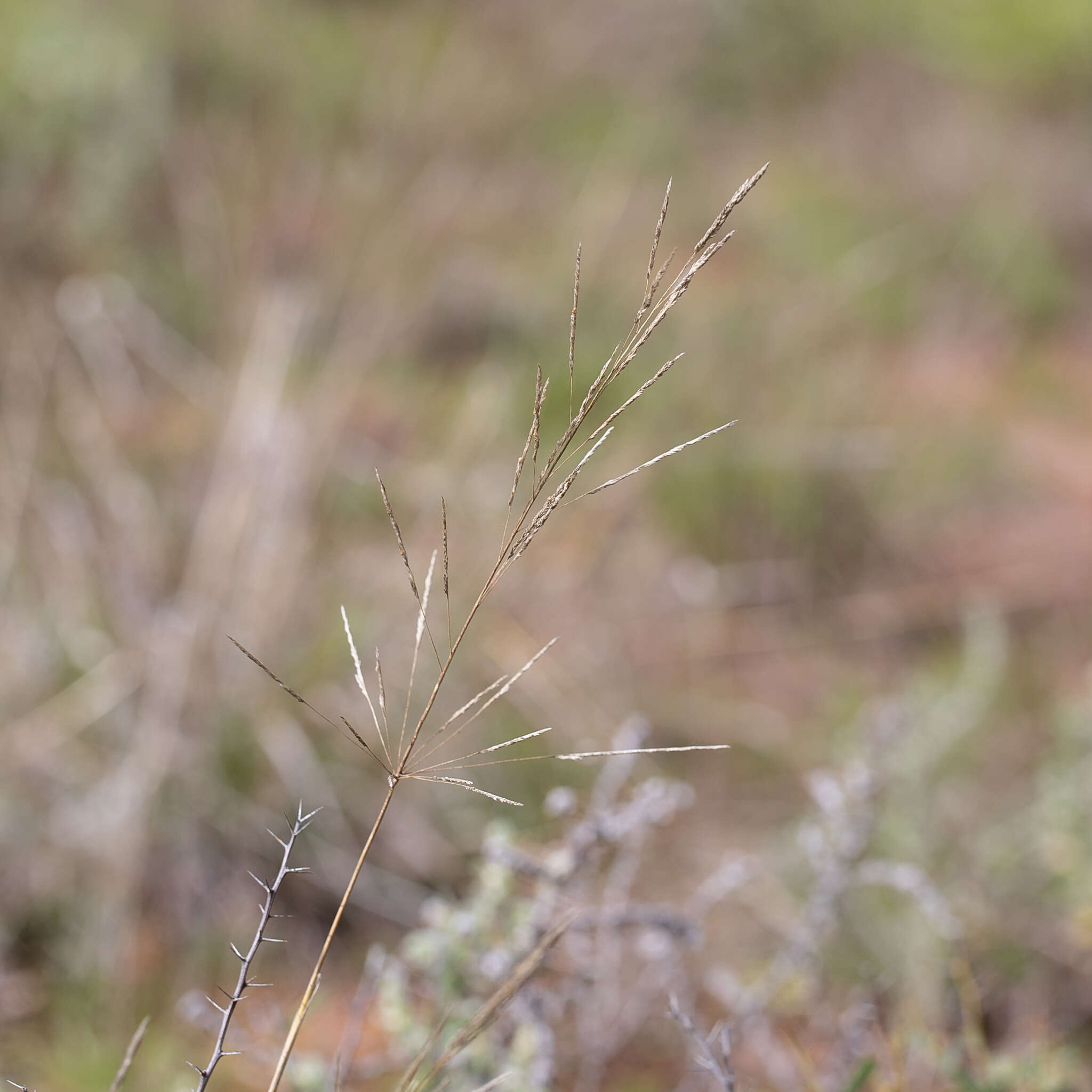 Image of Sporobolus actinocladus (F. Muell.) F. Muell.