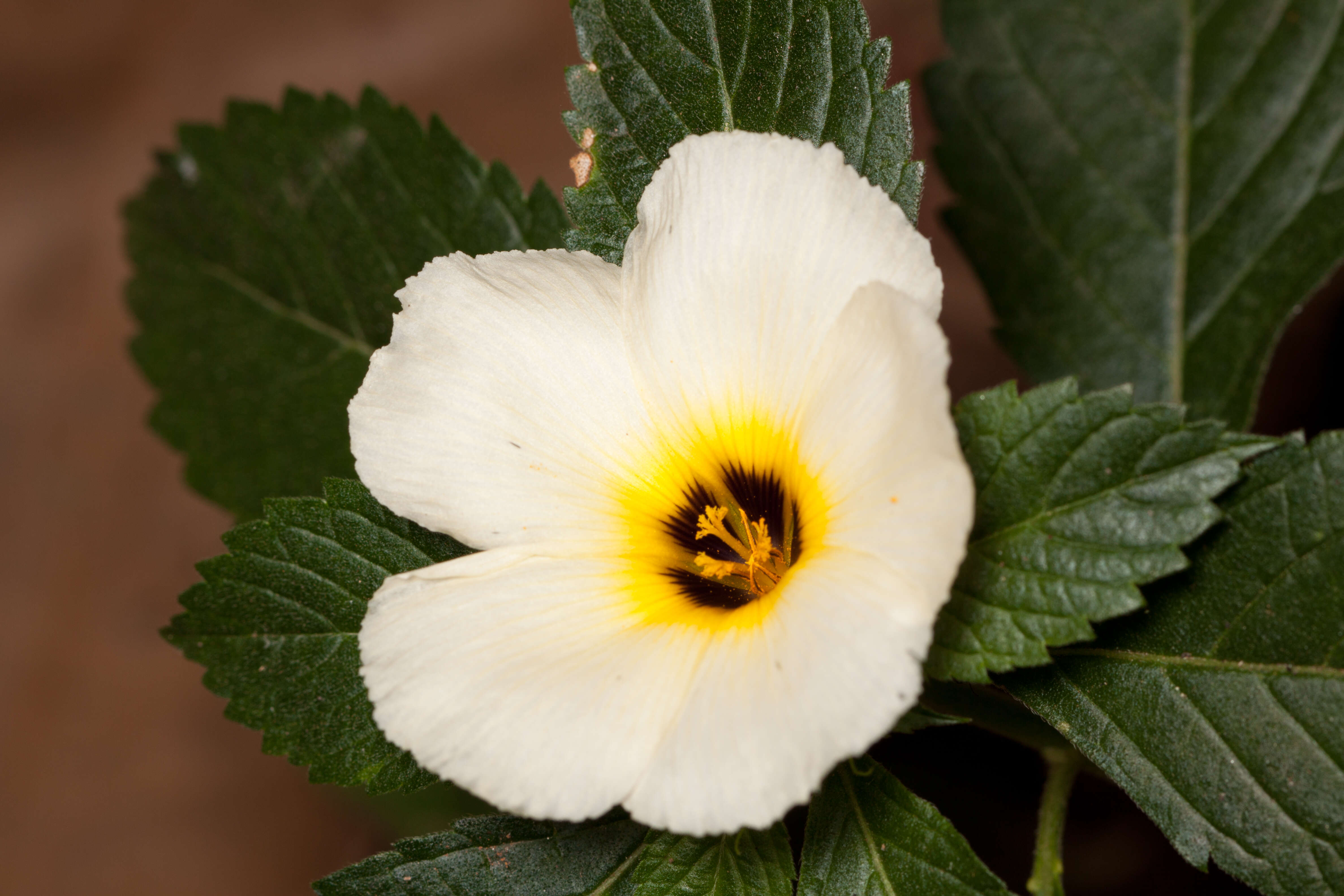 Image of Politician's Flower