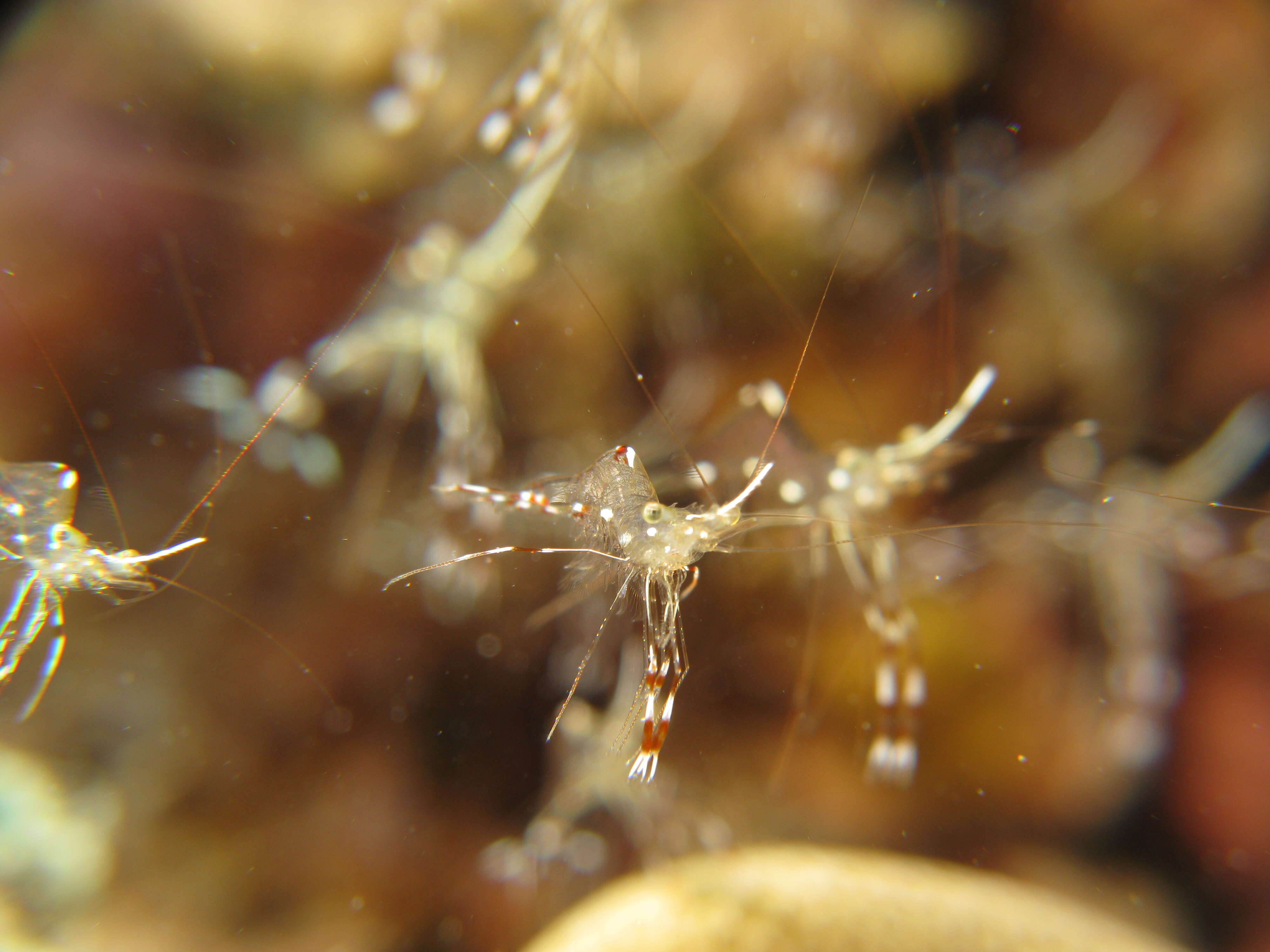 Image of clear cleaner shrimp