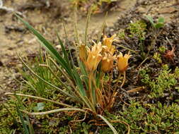 Image of Olsynium obscurum (Cav.) Goldblatt