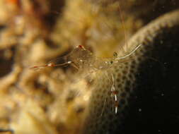 Image of clear cleaner shrimp