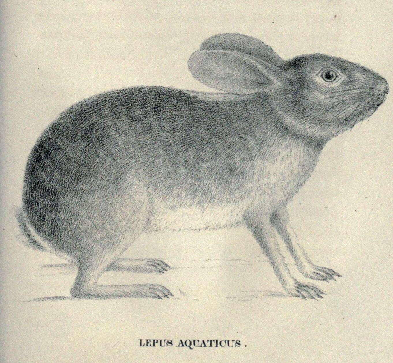 Image of Swamp Rabbit