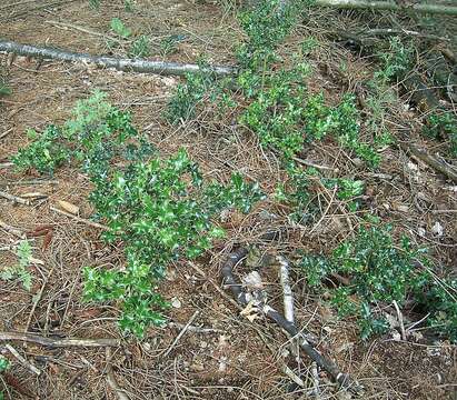 Image of English holly