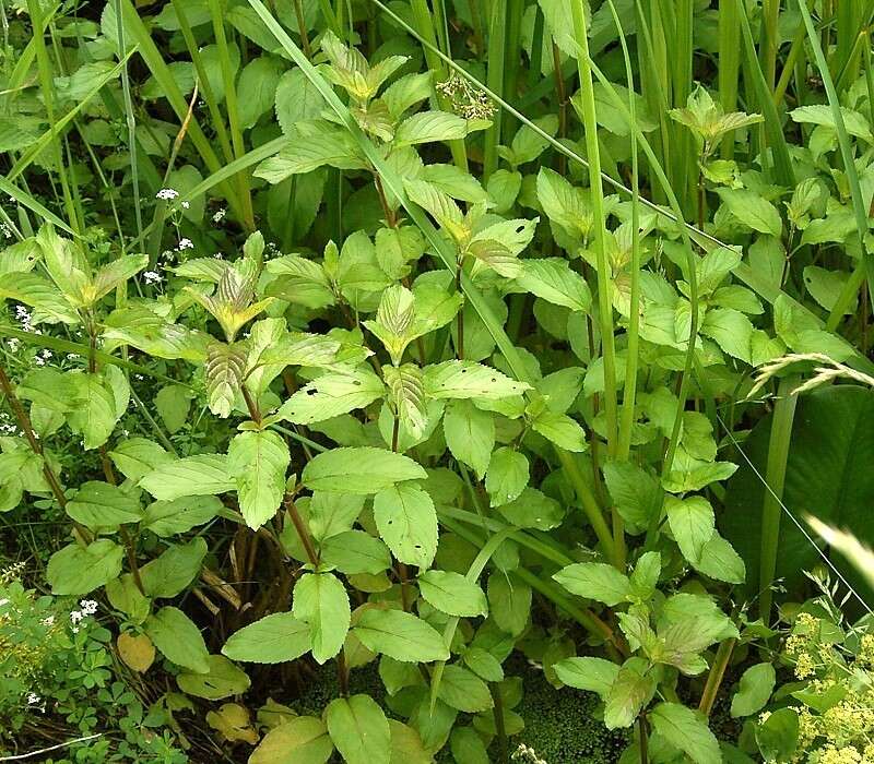 Image of Water Mint