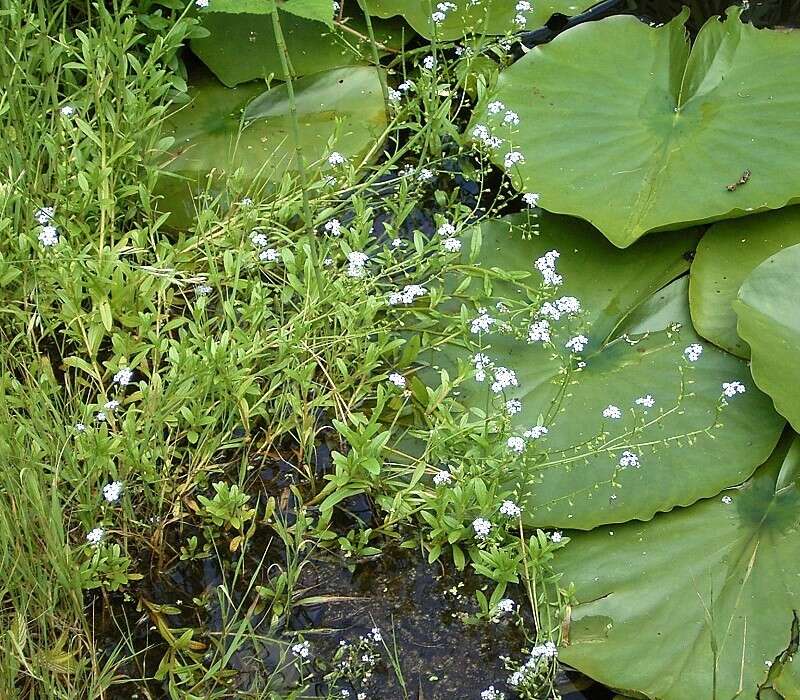 Image of true forget-me-not