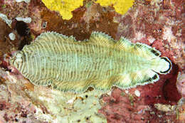 Image of yellow-spotted sole