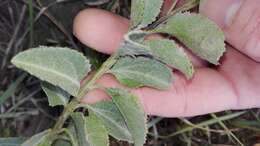 Image of Senecio crenatus Thunb.