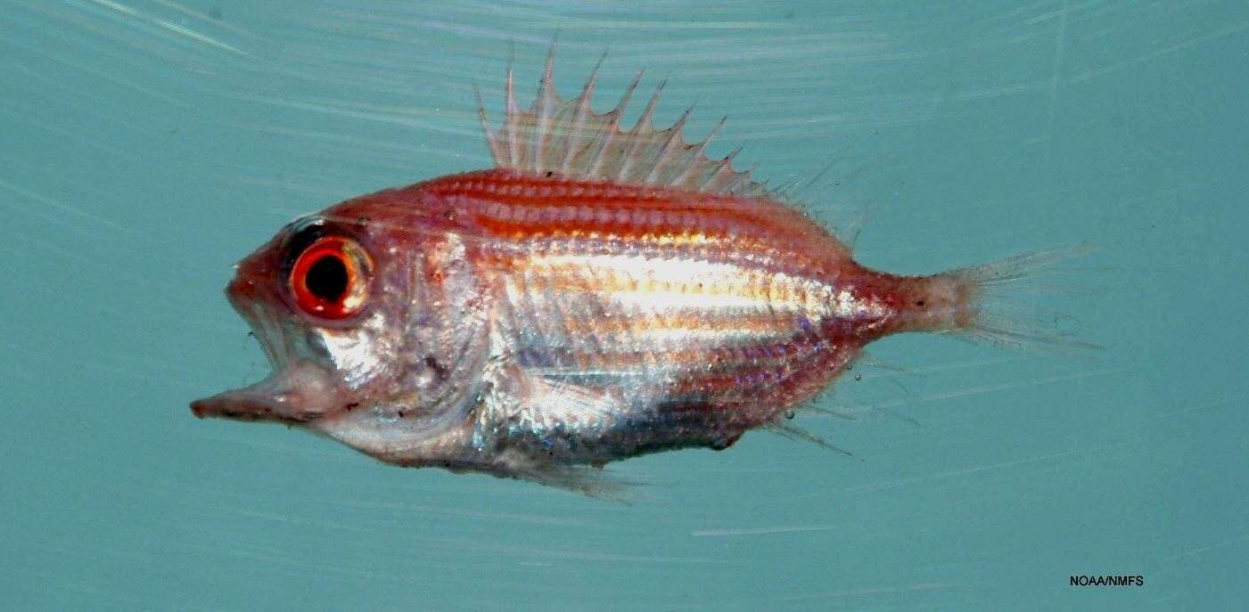 Image of Big-eye Soldierfish