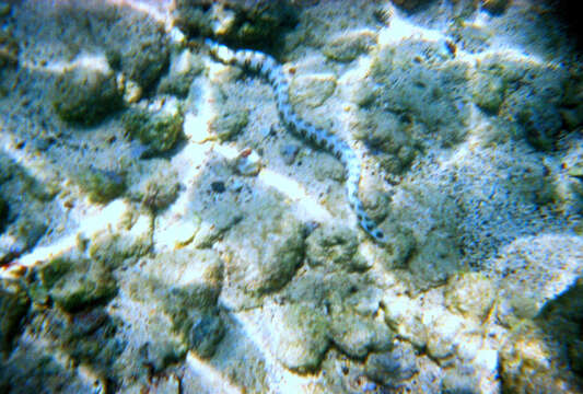 Image of Snowflake moray