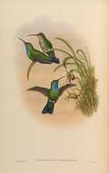 Plancia ëd Campylopterus phainopeplus Salvin & Godman 1879