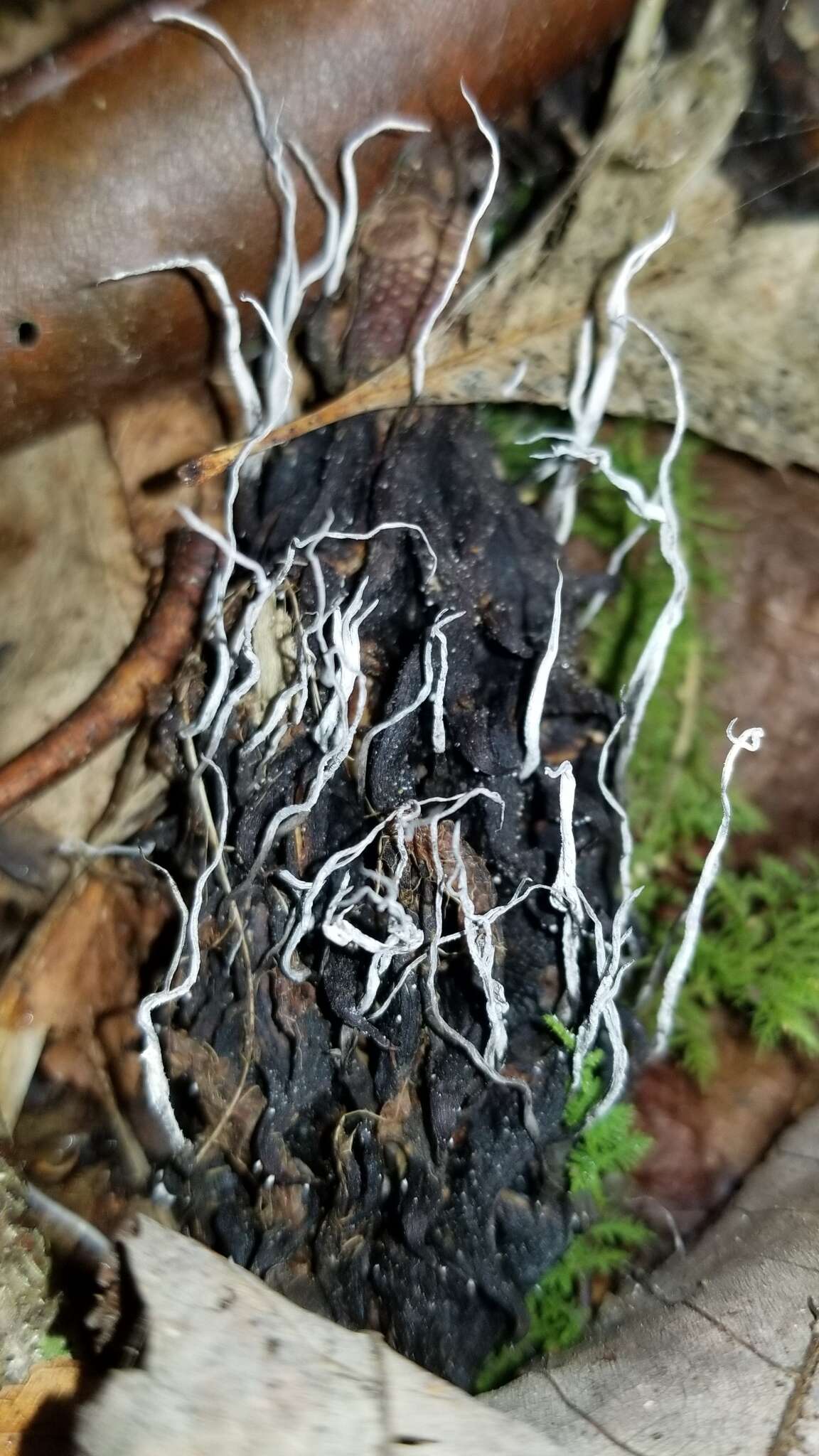 Image of Xylaria magnoliae J. D. Rogers 1979