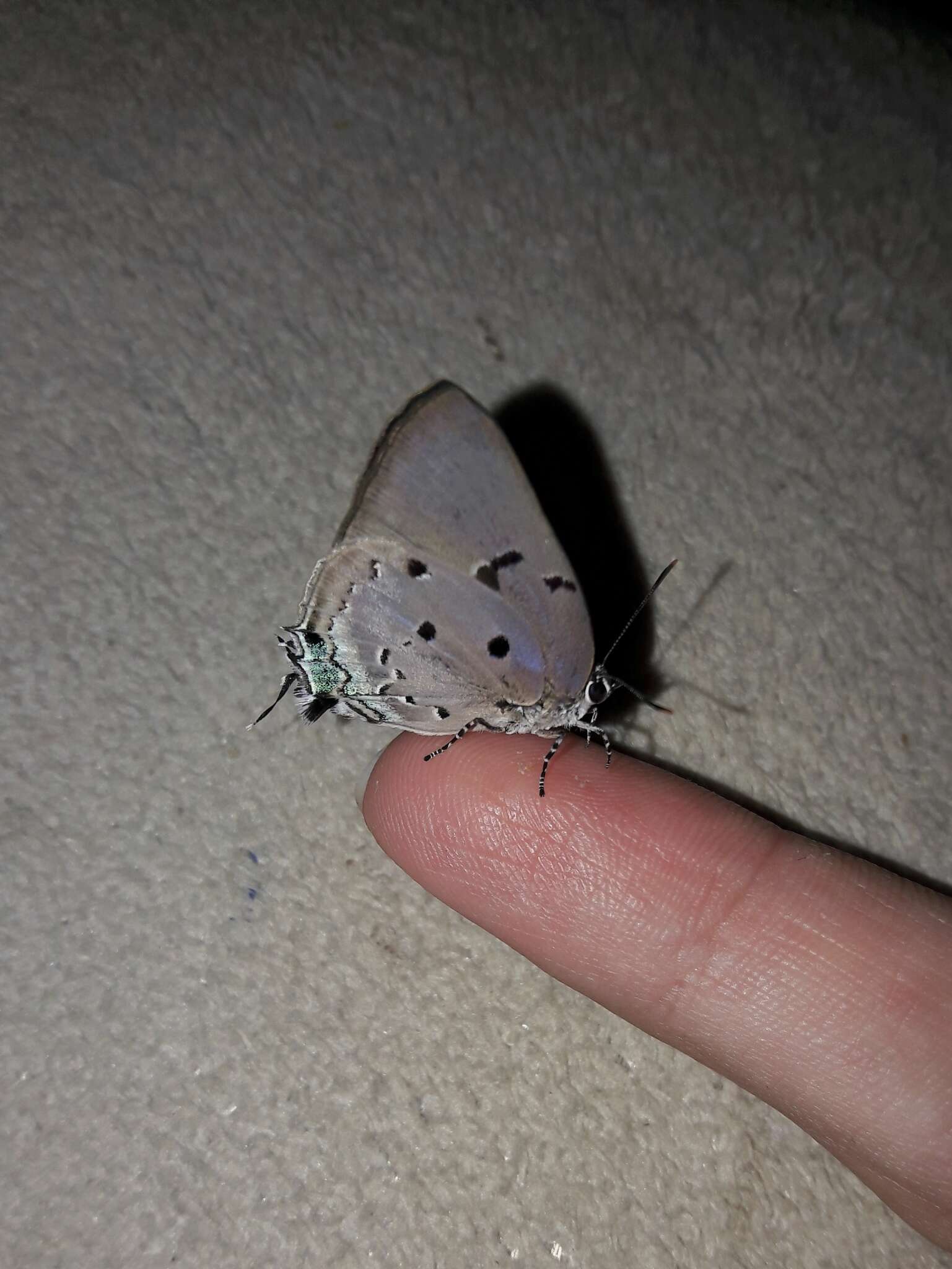 Image of Aquamarine Hairstreak