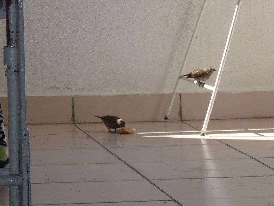 Image of Barbados Bullfinch