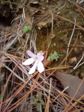 Image of Pinguicula parvifolia Robinson