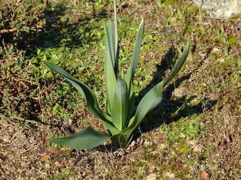 Image of Mededicinal squill