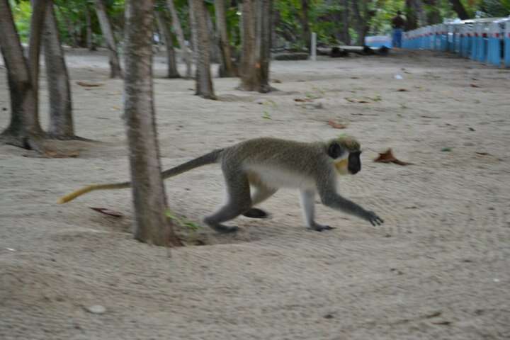 Image of Green Monkey