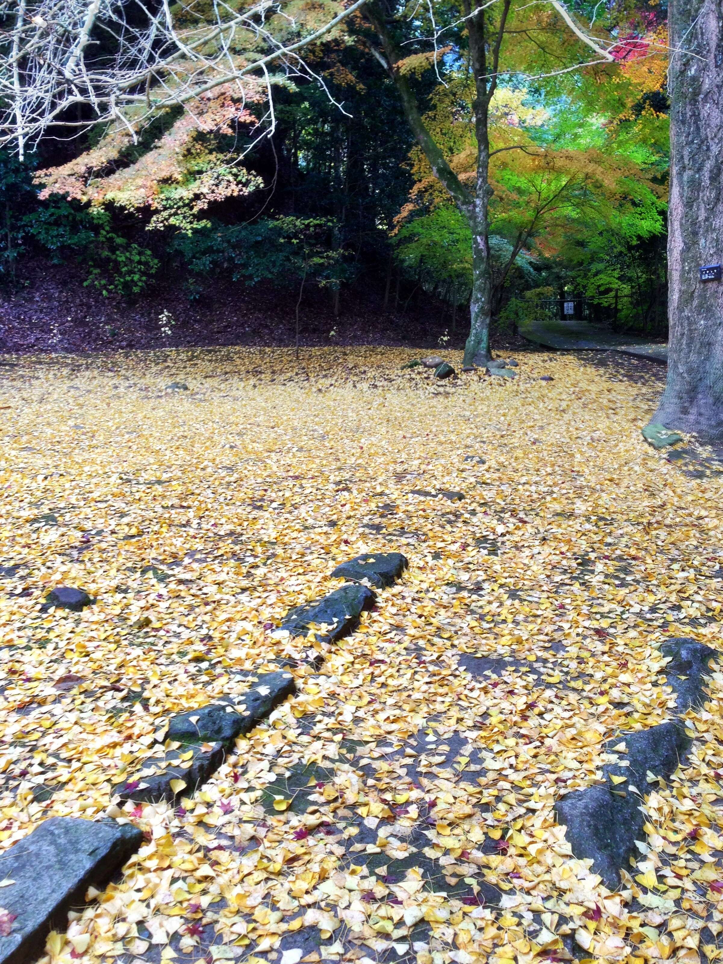 Image of Ginkgoopsida