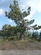 Imagem de Pinus nigra subsp. laricio (Poir.) Maire