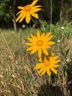 Image of Common Woolly Sunflower