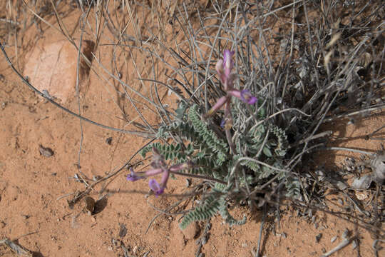 Image of woolly locoweed