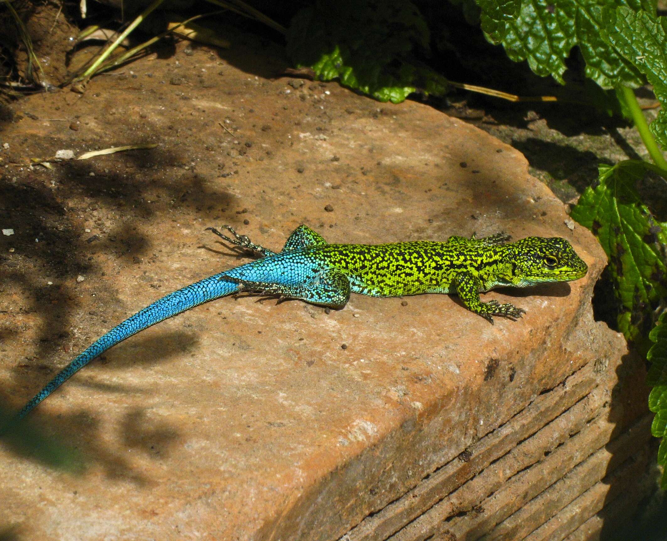 Image of Thin Tree Iguana