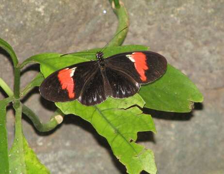 Image of Crimson Patched Longwing