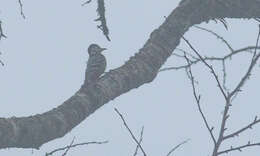 Image of Stripe-breasted Woodpecker