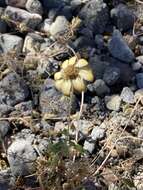 Image of Heliopsis anomala (M. E. Jones) B. L. Turner