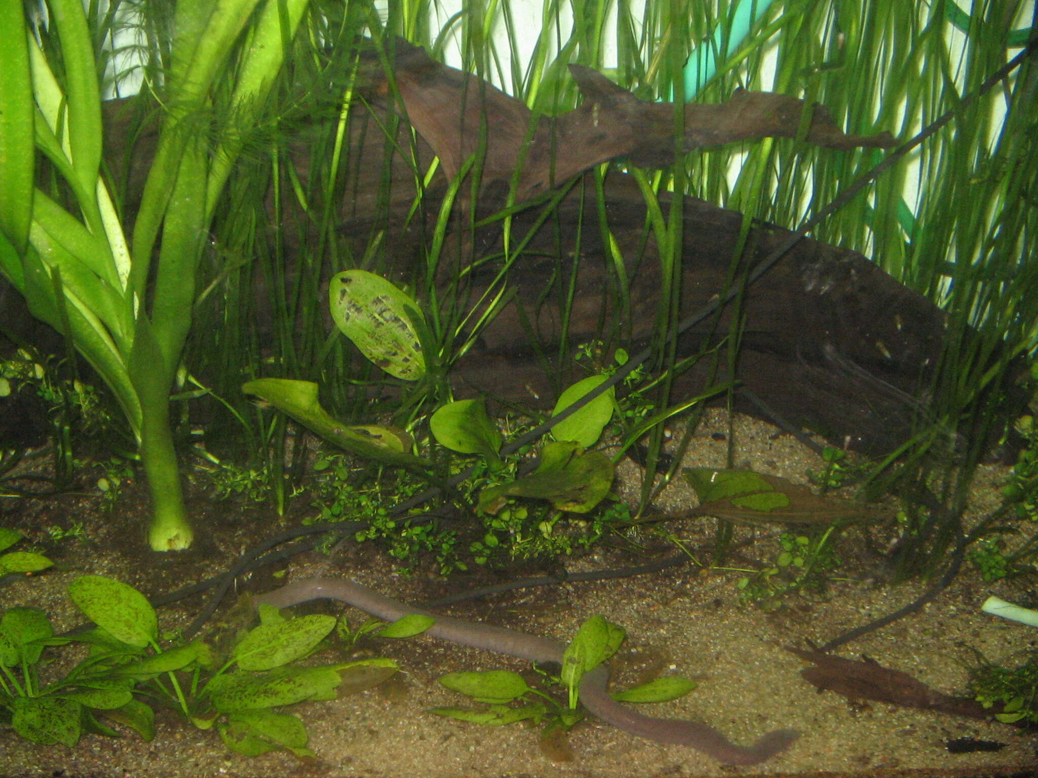 Image of Rio Cauca Caecilian