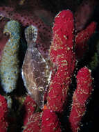 Image of Slender Fiiefish