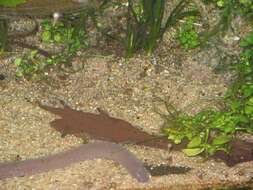 Image of Rio Cauca Caecilian