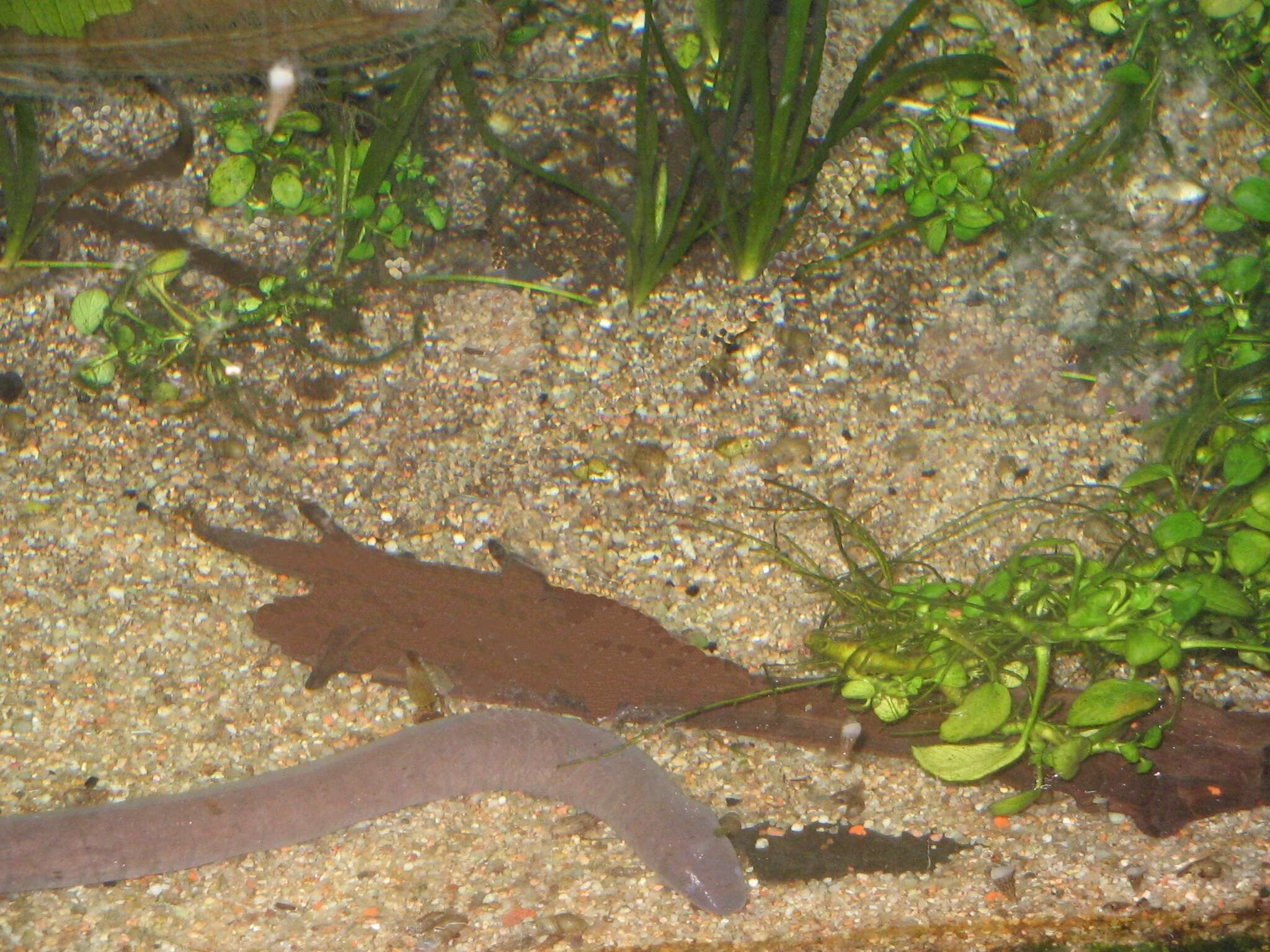 Image of Rio Cauca Caecilian