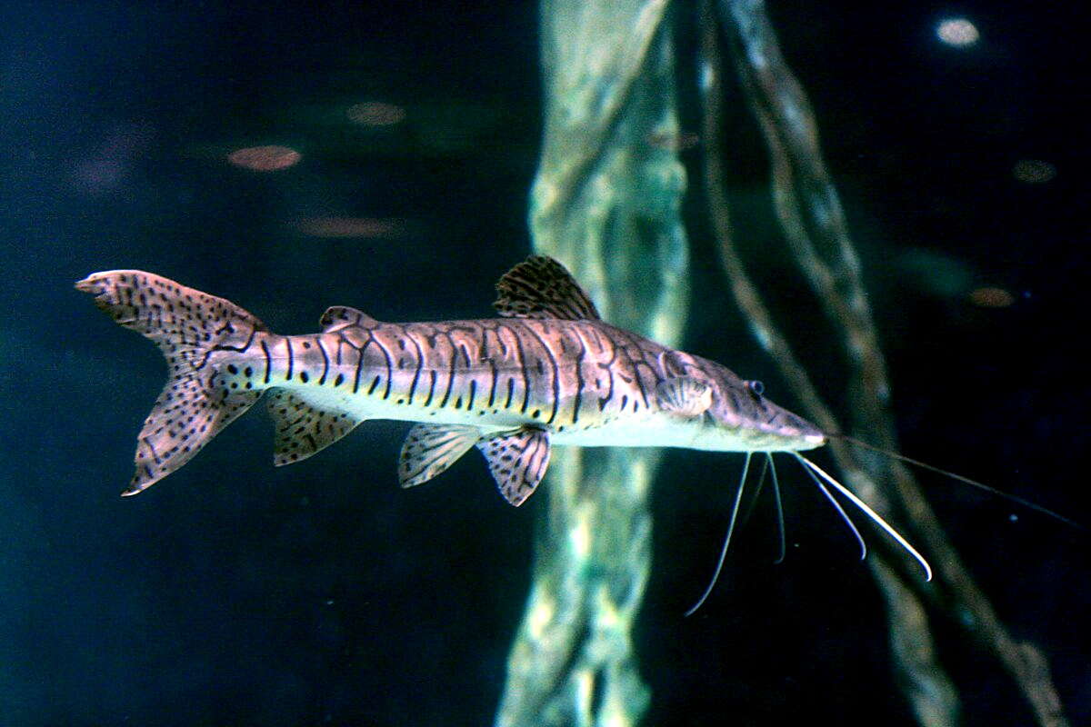 Image of Tiger catfish