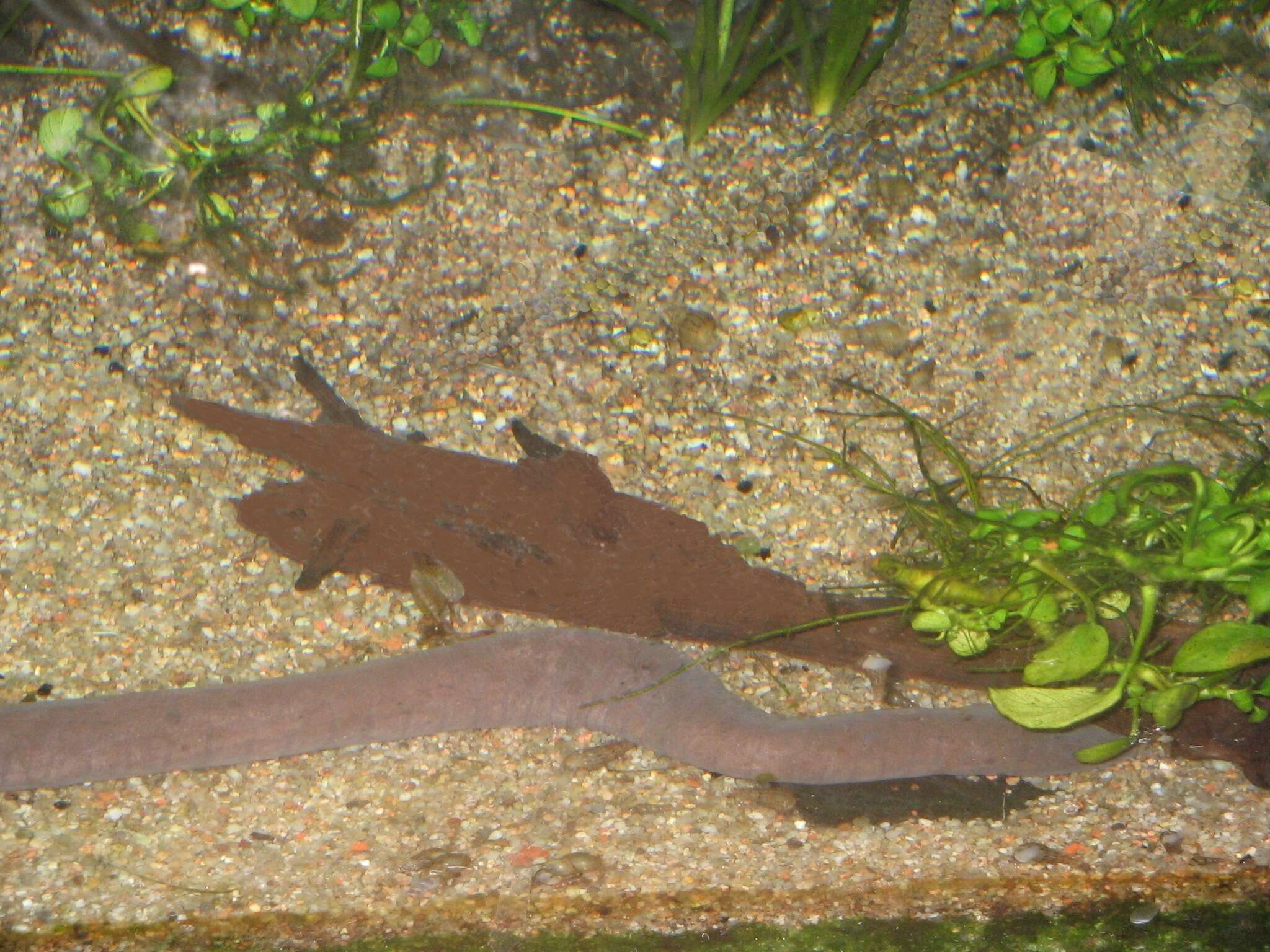 Image of Rio Cauca Caecilian